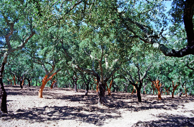 Cokr-oaks. Portugal.