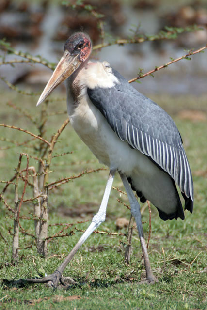 Marabou stork (Leptoptilos crumeniferus), Ziway lake. South,  Ethiopia.