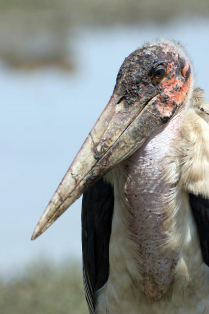 Marabou stork (Leptoptilos crumeniferus), Ziway lake. South,  Ethiopia.