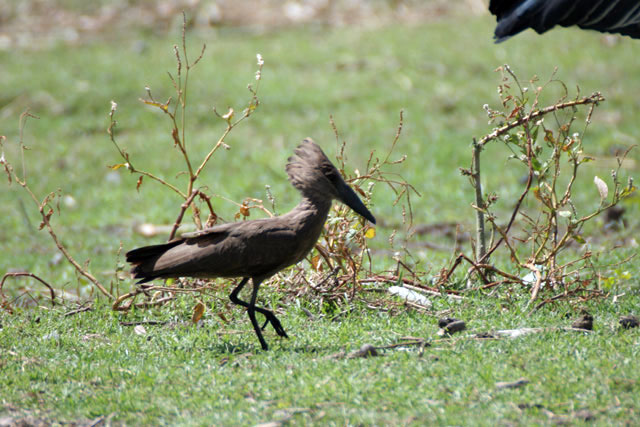 Hamerkop (Scopus umbretta), Ziway lake. South,  Ethiopia.