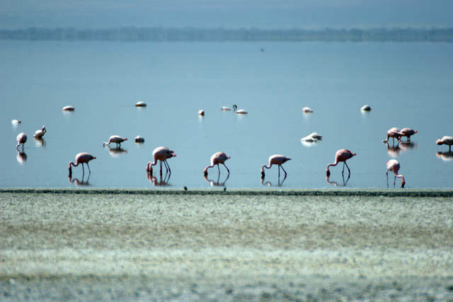 Greater Flamingos (Phoenicopterus ruber), Abiata lake. South,  Ethiopia.