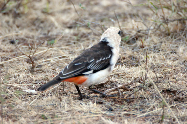 White-headed Buffalo-Weaver (Dinemellia dinemelli). South,  Ethiopia.