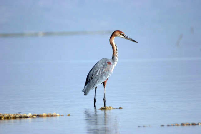 Goliath Heron (Ardea goliath), Arba Minch. South,  Ethiopia.