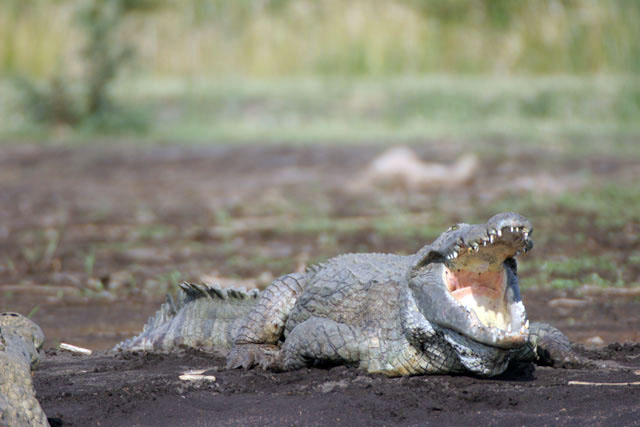 Crocodyle, Arba Minch. South,  Ethiopia.