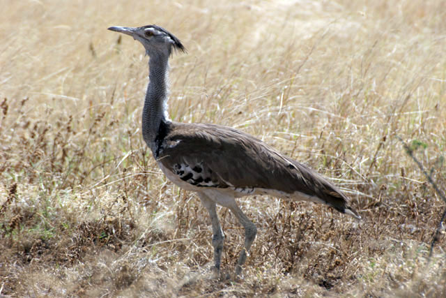 Kori Bustard (Ardeotis kori), Arba Minch area. South,  Ethiopia.