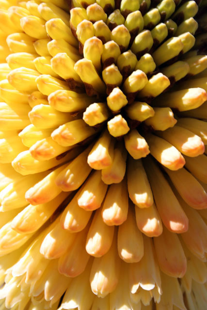 Flower red-hot poker. Bale Mountain National Park. South,  Ethiopia.