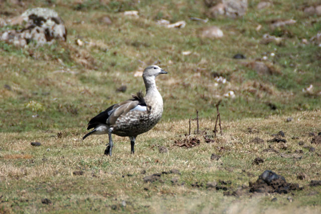 Bale Mountain National Park. South,  Ethiopia.