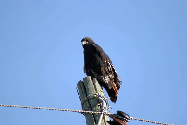 Brown Snake Eagle (Circaetus cinereus). South,  Ethiopia.