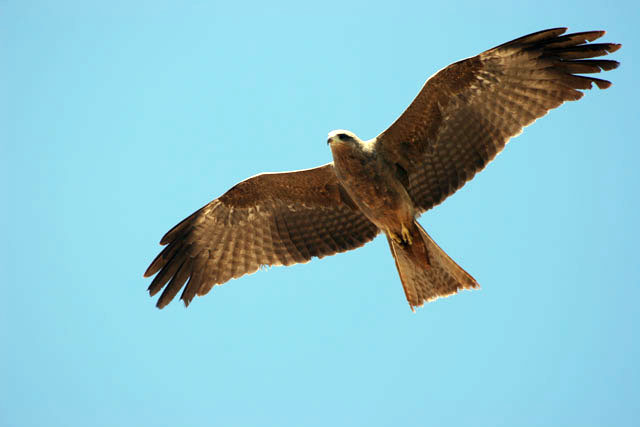 Buzzard. South,  Ethiopia.
