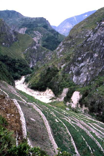 Sweet potato fields. South part of Baliem Valley. Papua,  Indonesia.