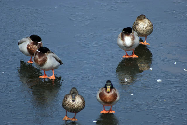 Lake City, Mississippi river area, Minnesota. United States of America.