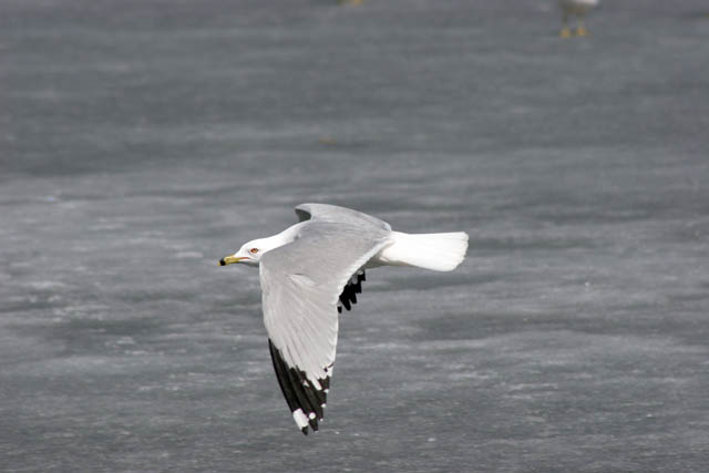 Loring Park, Minneapolis, Minnesota. United States of America.
