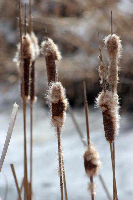 Loring Park, Minneapolis, Minnesota. United States of America.