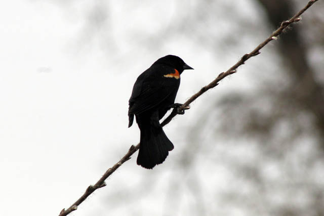Loring Park, Minneapolis, Minnesota. United States of America.