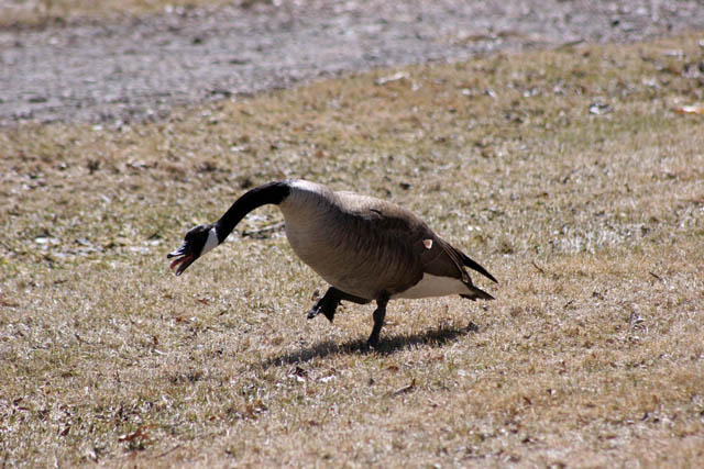 Lake of the Isles, Minneapolis, Minnesota. United States of America.