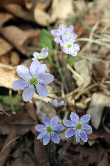 Taylors Falls, St Croix River Valley, Minnesota. United States of America.