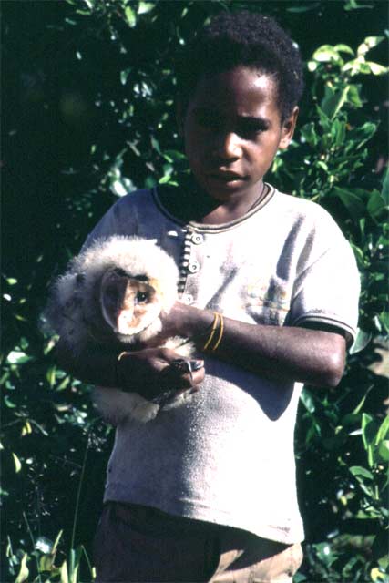 Catched bird. Papua,  Indonesia.