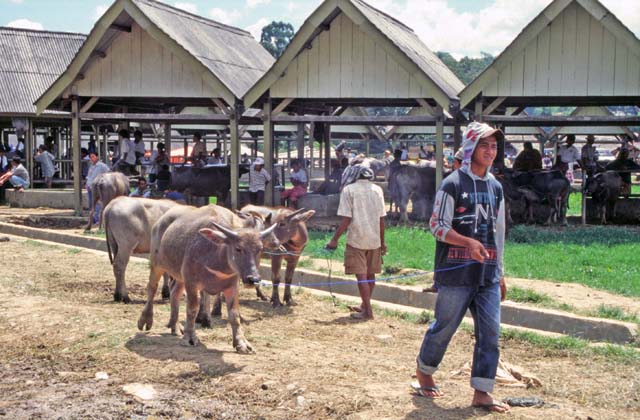 Main weekly market at Rantepao, Tana Toraja area. Sulawesi,  Indonesia.