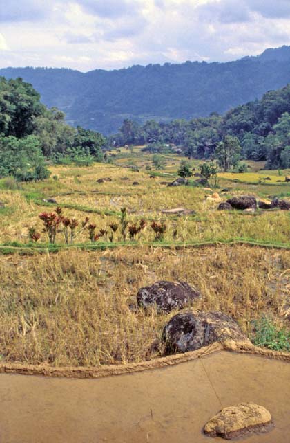 Ricefield, Tana Toraja area. Sulawesi,  Indonesia.