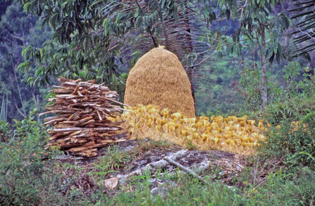 Ricefield, Tana Toraja area. Sulawesi,  Indonesia.