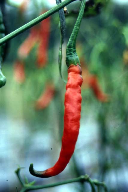 Chilli field near Bukittinggi. Sumatra,  Indonesia.