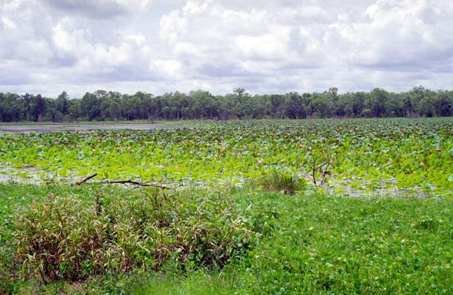 Yellow Water river. Kakadu National park. Australia.
