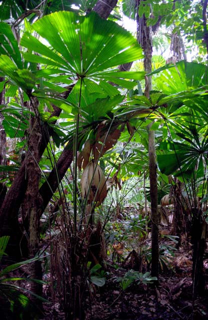 Jungle in Cape Tribulation area. Australia.