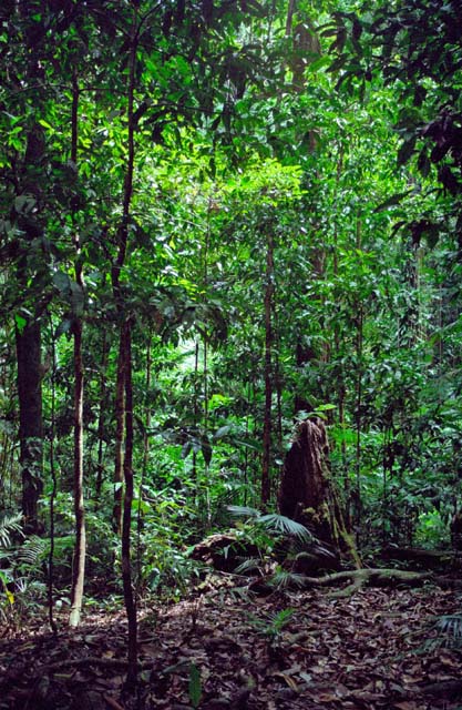 Jungle in Cape Tribulation area. Australia.