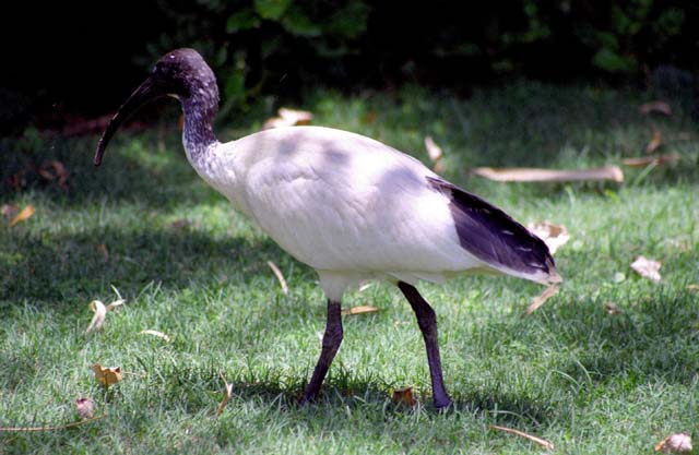 Bird at park. Brisbane. Australia.
