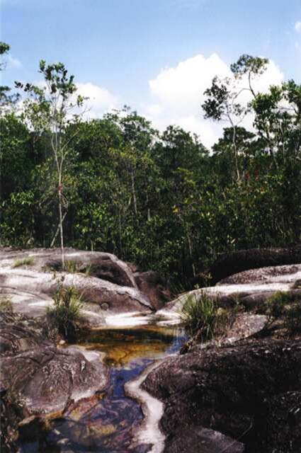 Bako national park. Sarawak,  Malaysia.