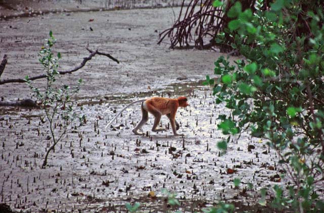 Big-nose monkey proboscis. Bako national park. Sarawak,  Malaysia.
