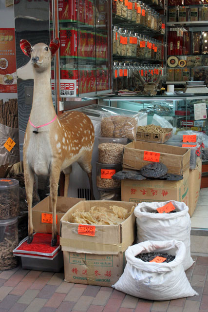 Shop with traditional chinese medicine. Hong Kong.