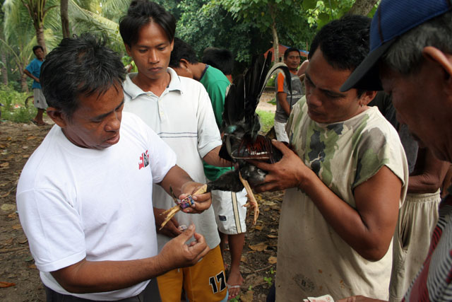 Cockfighting preparation. The cock get the sharp spur on his leg before the faight. Otherwise he would not fight. Malapascua. Philippines.
