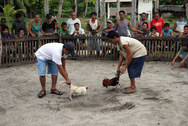 Cockfighting preparation. The owners starts to prepare the cocks for the fighting. The last minutes to bet on the winner. Malapascua. Philippines.