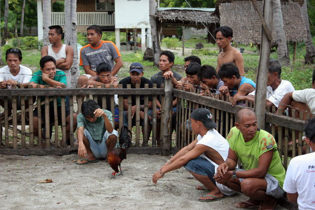 Waiting for cock faiting. Malapascua. Philippines.