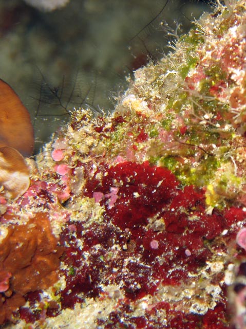 Diving around Bunaken island, Lekuan I dive site. Sulawesi,  Indonesia.