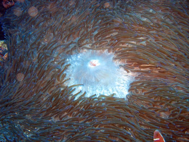 Diving around Bunaken island, Timur dive site. Sulawesi,  Indonesia.