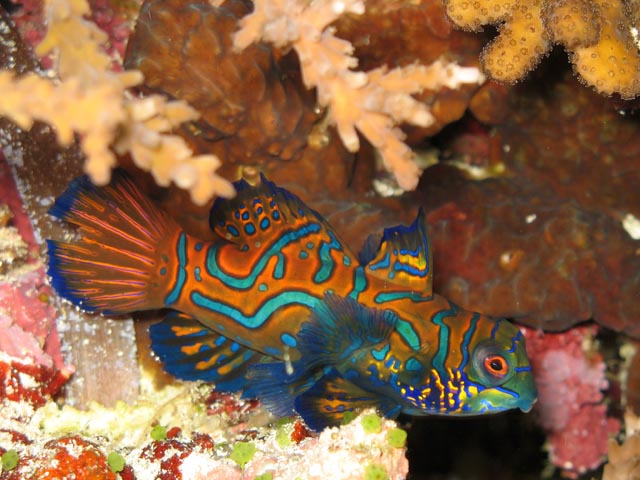Mandarinfish (Synchiropus splendidus). Diving around Bunaken island, Muka Kampung dive site. Sulawesi,  Indonesia.