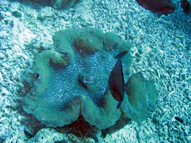 Giant Clams, Diving around Bunaken island, Fukui dive site. Sulawesi,  Indonesia.