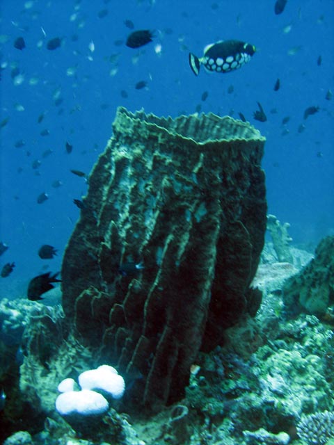 Diving around Bunaken island, Fukui dive site. Sulawesi,  Indonesia.