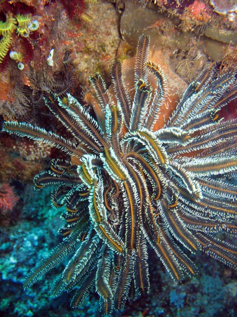Diving around Bunaken island, Siladan I dive site. Sulawesi,  Indonesia.
