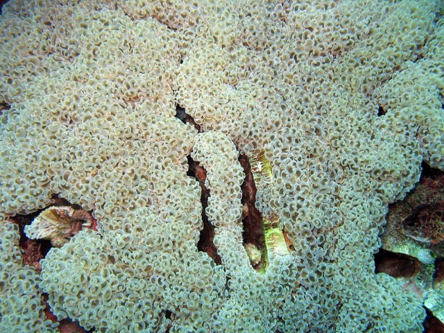 Diving around Bunaken island, Siladan I dive site. Sulawesi,  Indonesia.