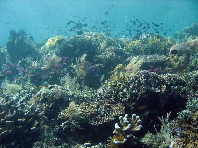 Diving around Bunaken island, Siladan I dive site. Sulawesi,  Indonesia.