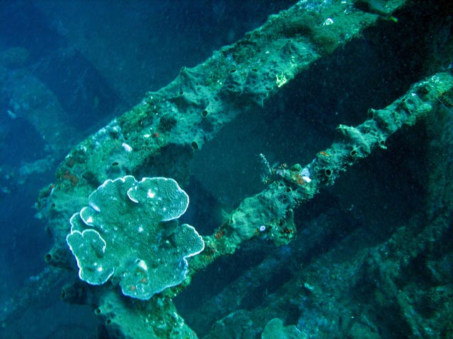 Wrack of steel Dutch merchant ship, sunk in 1942. Diving around Bunaken island, Molas Wreck dive site. Sulawesi,  Indonesia.