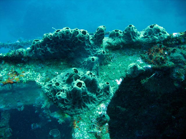 Wrack of steel Dutch merchant ship, sunk in 1942. Diving around Bunaken island, Molas Wreck dive site. Sulawesi,  Indonesia.