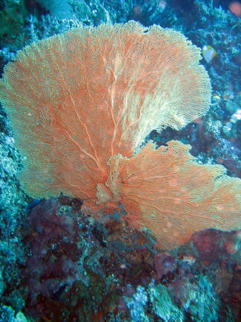Diving around Bunaken island, Mandolin dive site. Sulawesi,  Indonesia.