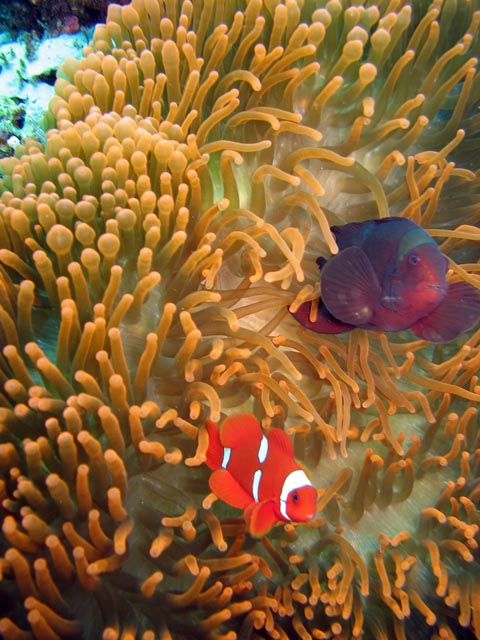 Clown Anemonefish in their host anemone. Diving around Bunaken island, Mandolin dive site. Sulawesi,  Indonesia.