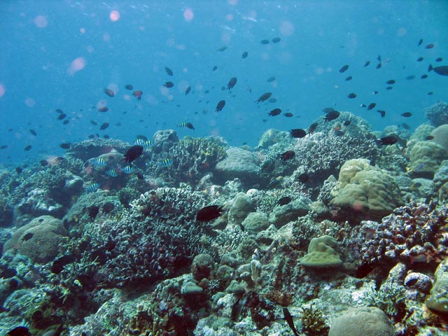 Diving around Bunaken island, Mandolin dive site. Sulawesi,  Indonesia.