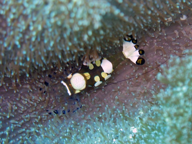 Shrimp. Diving around Bunaken island, Mandolin dive site. Sulawesi,  Indonesia.