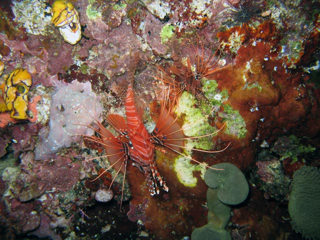 Lionfish. Diving around Bunaken island, Chelo Chelo dive site. Sulawesi,  Indonesia.